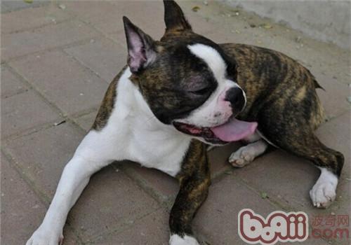 波士頓梗犬