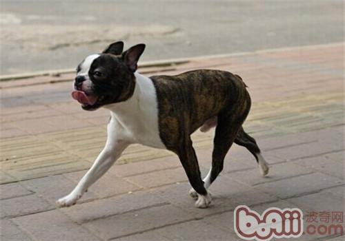 波士頓梗犬