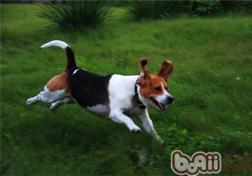 比格犬
