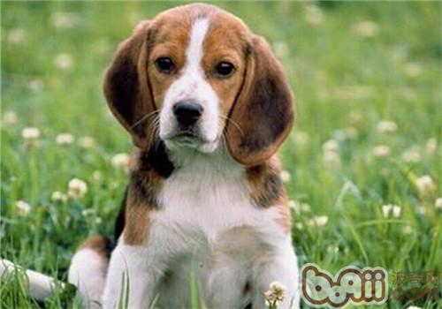 比格犬
