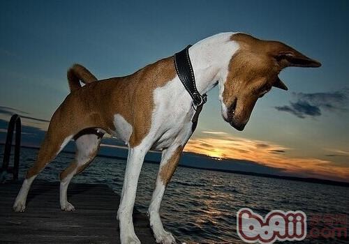 貝生吉犬