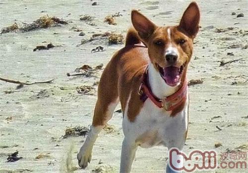 貝生吉犬
