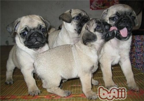 巴哥犬