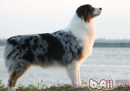 澳大利亞牧羊犬