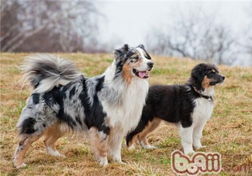 澳大利亞牧羊犬