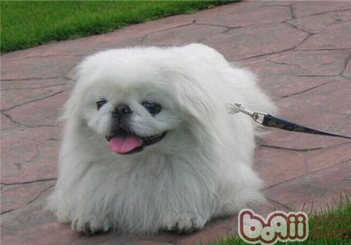 京巴犬