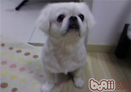 京巴犬