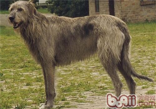 愛爾蘭獵狼犬