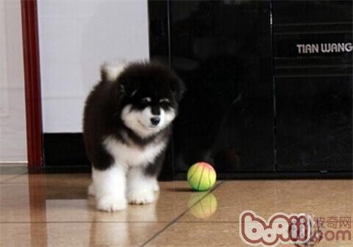 阿拉斯加犬