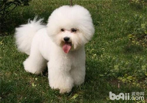 比熊犬