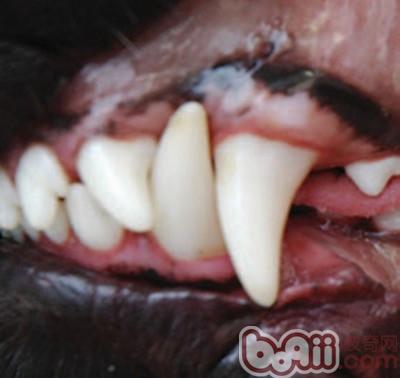 犬，基本咬合模式，犬。下颚犬齒在上腭犬齒之後。