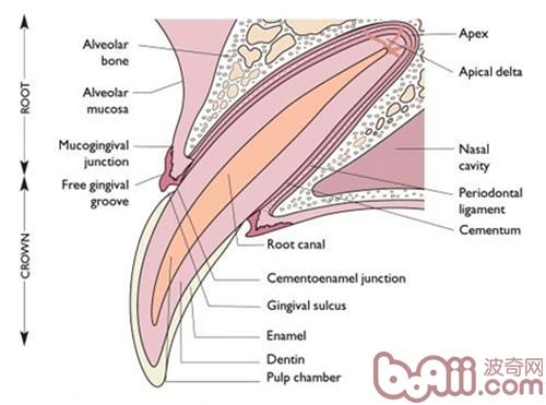 （Alveolar bone牙槽骨 mucogingival juction粘膜牙龈界 pulp chamber髓室 dention 牙質gingival sulcus牙龈溝 cementoenamel junction牙釉骨質界 cementum 牙骨質periodontal ligament 牙周韌帶nasal cavity 鼻腔）
