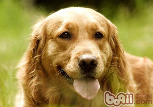 金毛犬
