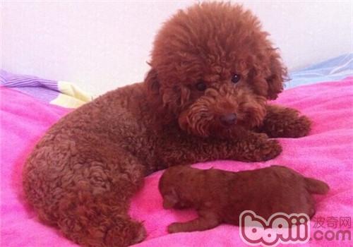 貴賓犬