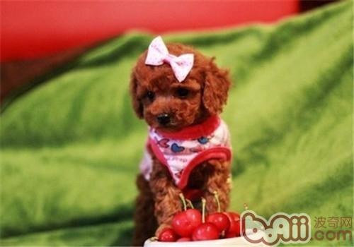 貴賓犬
