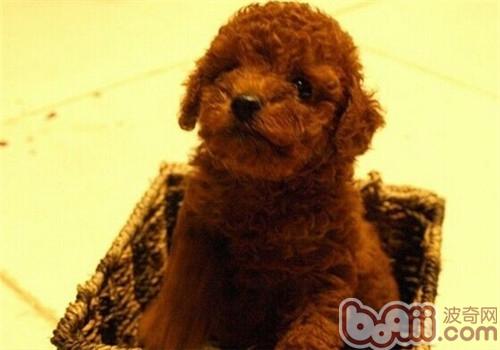 貴賓犬