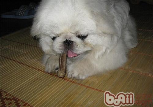 京巴犬