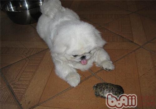 京巴犬