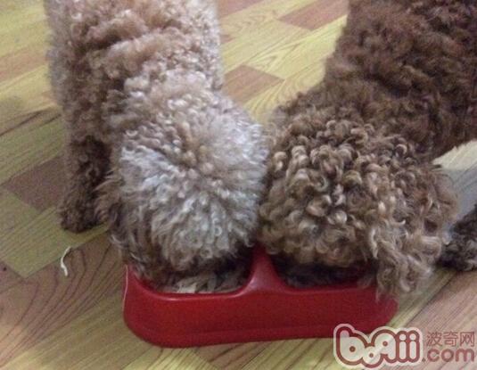 圖1 狗狗的好身體是可以吃出來的