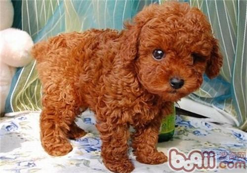 貴賓犬