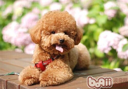 貴賓犬