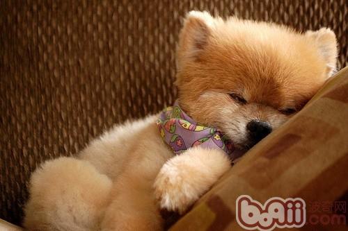博美犬