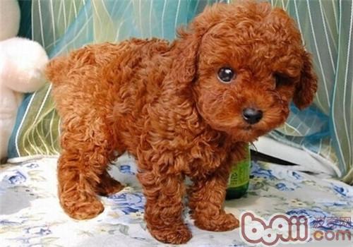 貴賓犬