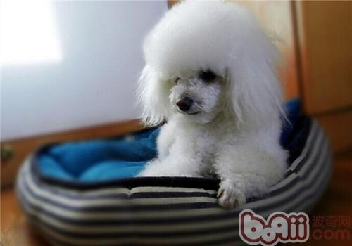 貴賓犬
