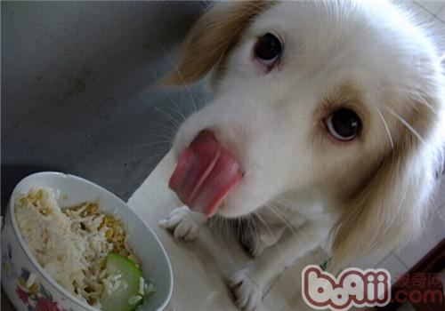 金毛犬