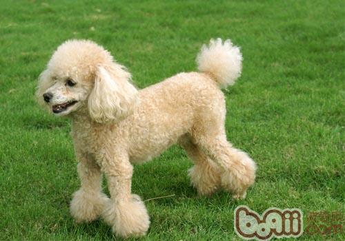 貴賓犬
