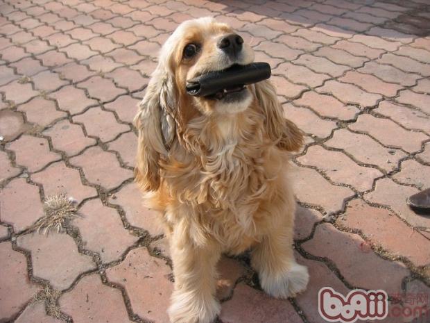 美國可卡犬