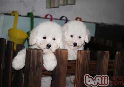 貴賓犬