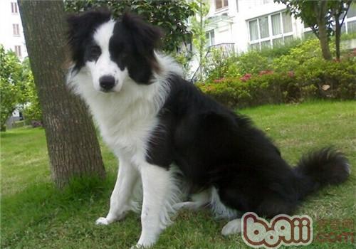 邊境牧羊犬