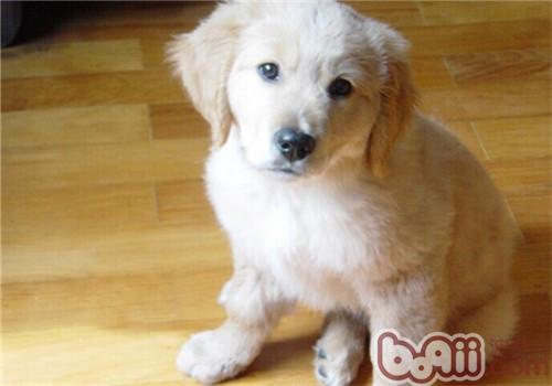 金毛犬