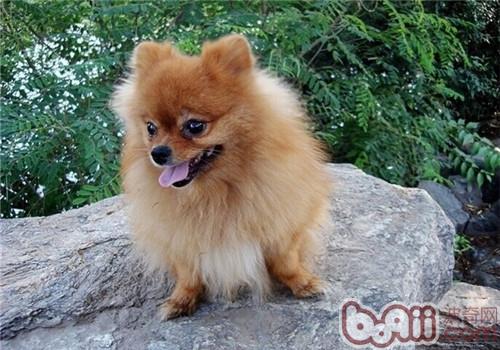 博美犬