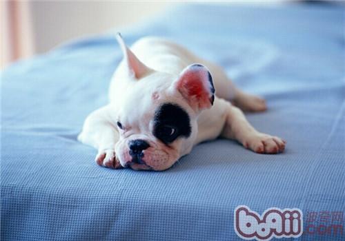 法國斗牛犬