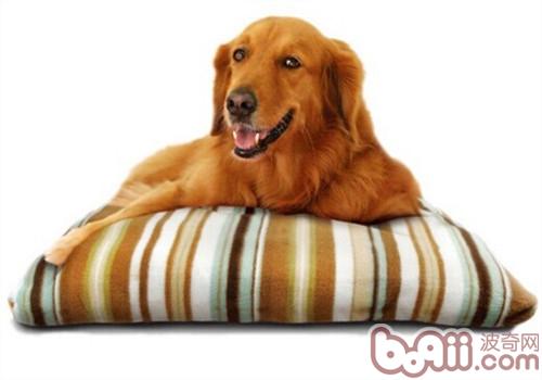 金毛犬