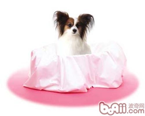 蝴蝶犬