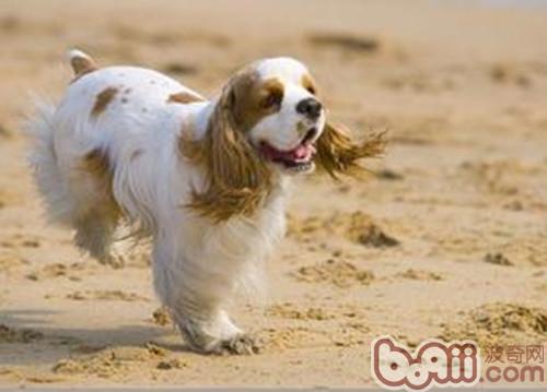 美國可卡犬