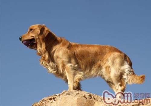 金毛犬