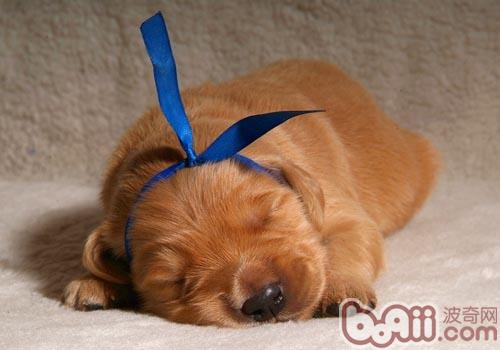 金毛犬