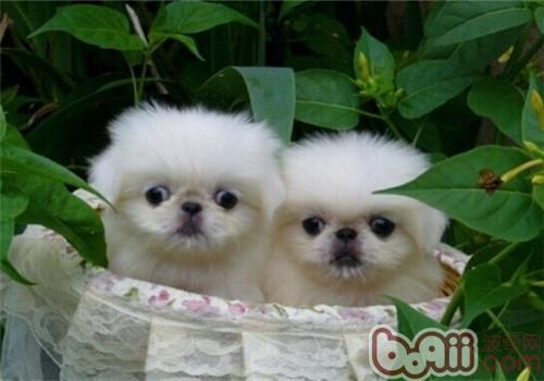 京巴犬