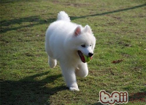 薩摩耶犬