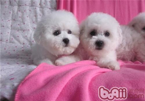 比熊犬