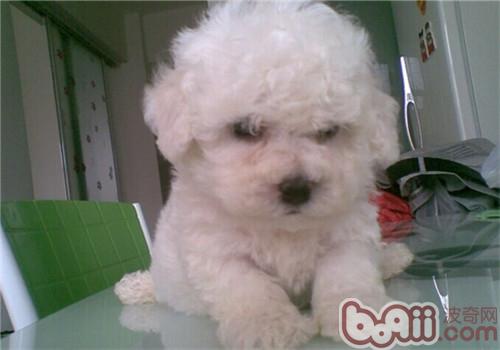 比熊犬