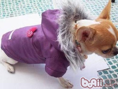 吉娃娃犬