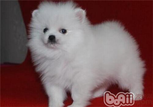 博美犬