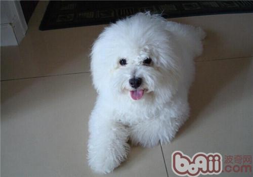 比熊犬