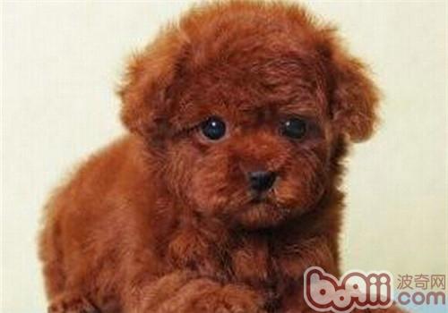 貴賓犬