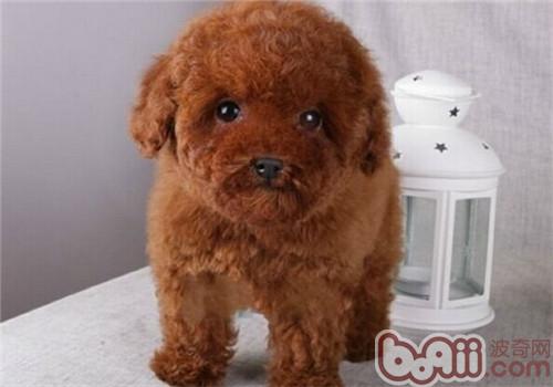貴賓犬